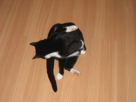 le chat